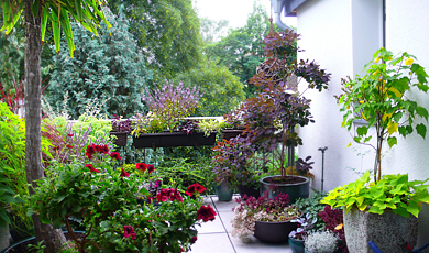 Balkon dicht bewachsen